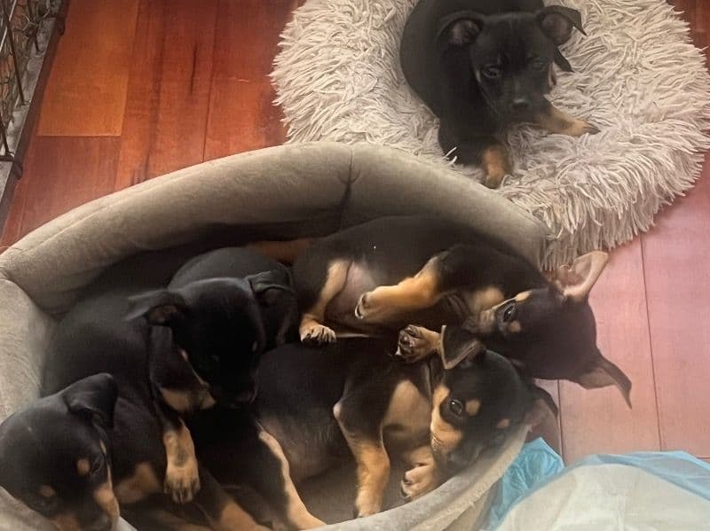 Chipin 7 months old female small named Puppies for breeding in Brazoria County, Texas | Petmeetly