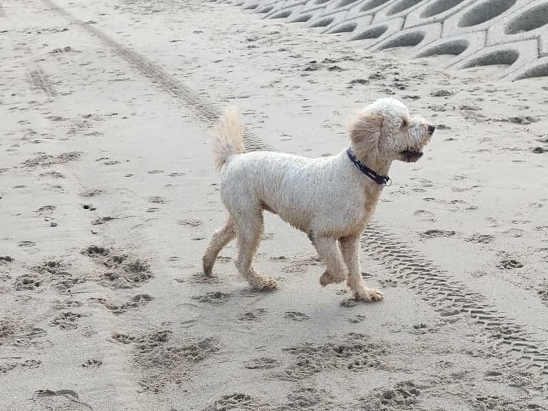 Cookie primary photo