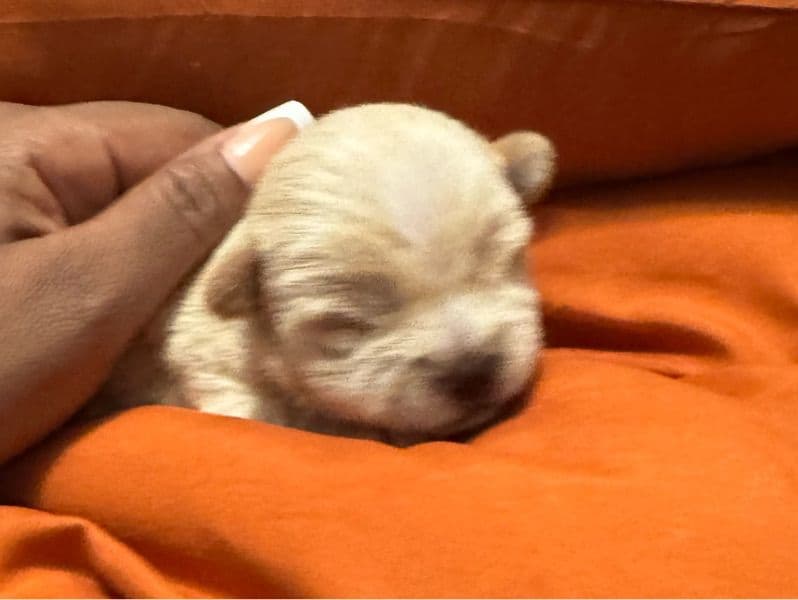 West Highland White Terrier Less than 1 month old female small named You Name Her for sale in Parkville, Maryland | Petmeetly
