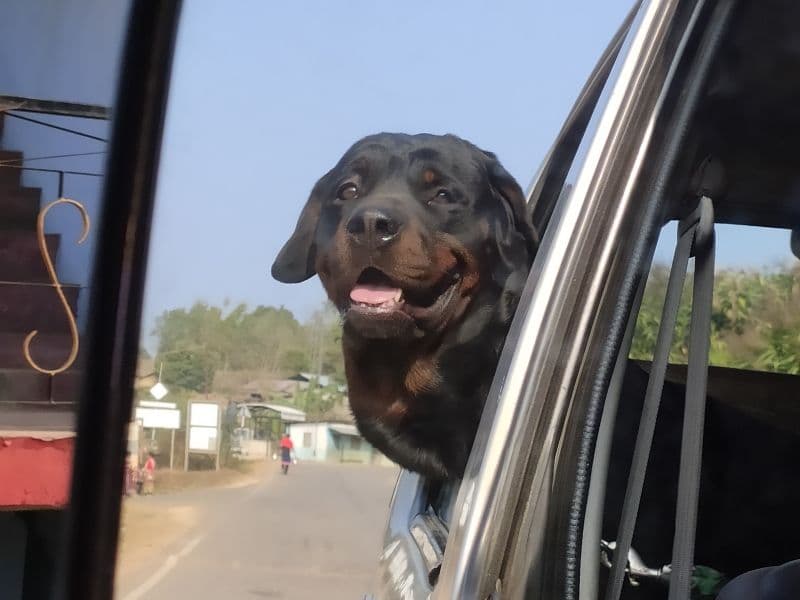 Rottweiler 5 years 1 month old male large named Bageera for breeding in शिलांग डिवीजन, मेघालय | Petmeetly
