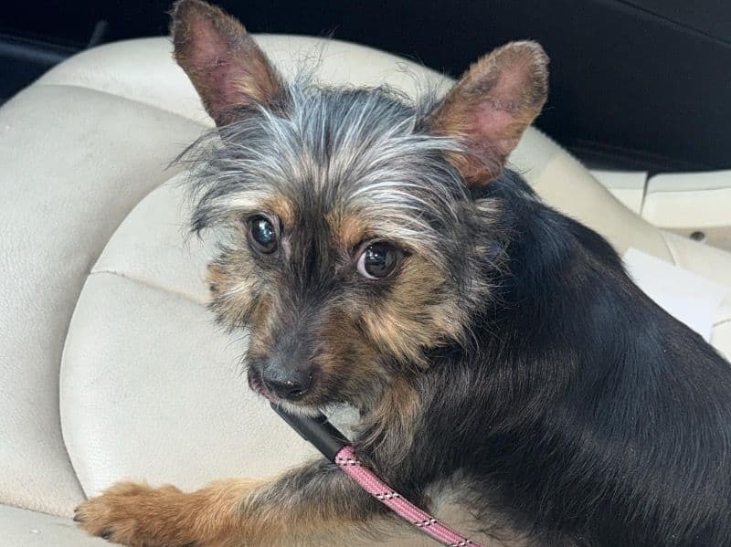 Yorkie Russell 4 months old female small named Selina for adoption in Broward County, Florida | Petmeetly