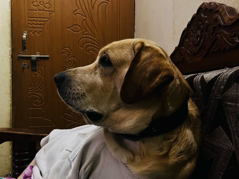 Labrador Retriever 2 years 2 months old male extra large named Bruno for breeding in Lucknow Division, Uttar Pradesh | Petmeetly