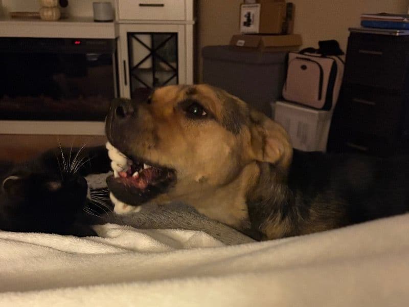 Dutch Shepherd 1 year old female medium named Daisy for breeding in Harrisonburg, Virginia | Petmeetly