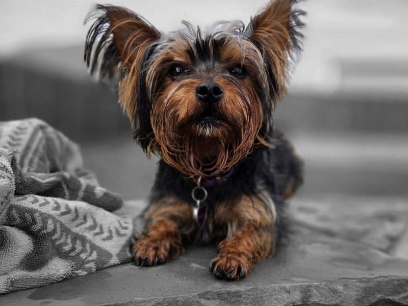 Yorkshire Terrier 2 years 7 months old female small named Violet for breeding in Parker County, Texas | Petmeetly