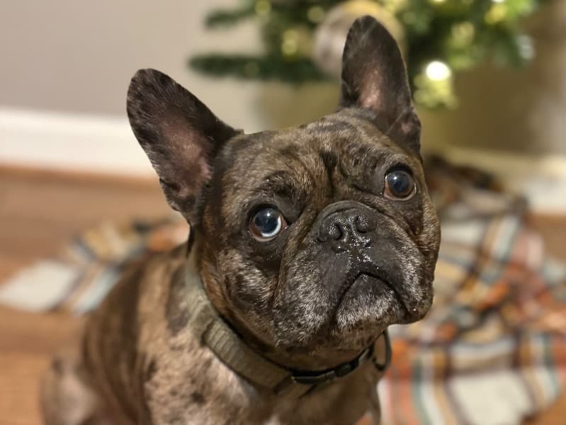 French Bulldog 2 years 3 months old male small named Dunkin for breeding in Aiken County, South Carolina | Petmeetly