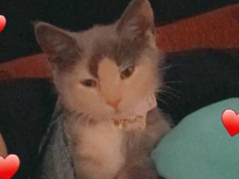 Egyptian Mau 1 year 4 months old female named Luna for adoption in Worcester County, Massachusetts | Petmeetly