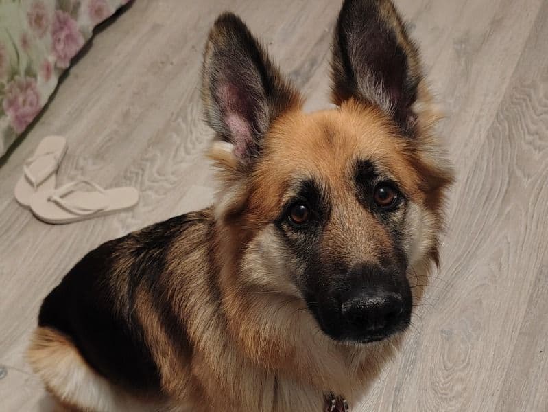 German Shepherd 4 years old female extra large named Luna for adoption in Capitol Planning Region, Connecticut | Petmeetly