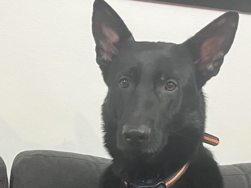 German Shepherd 2 years 5 months old female large named Melody for breeding in Greenville County, South Carolina | Petmeetly