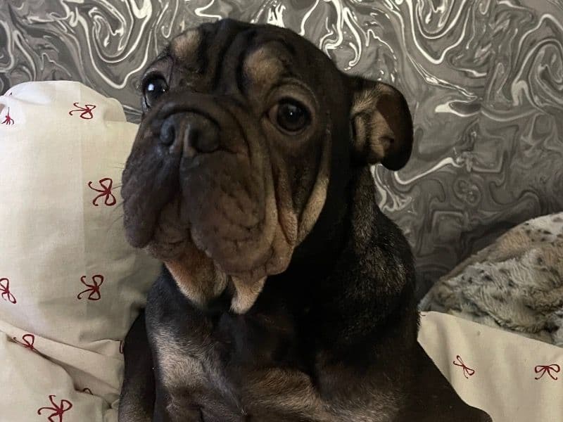 French Bulldog 3 years 1 month old male small named Vinny for sale in West Midlands, England | Petmeetly