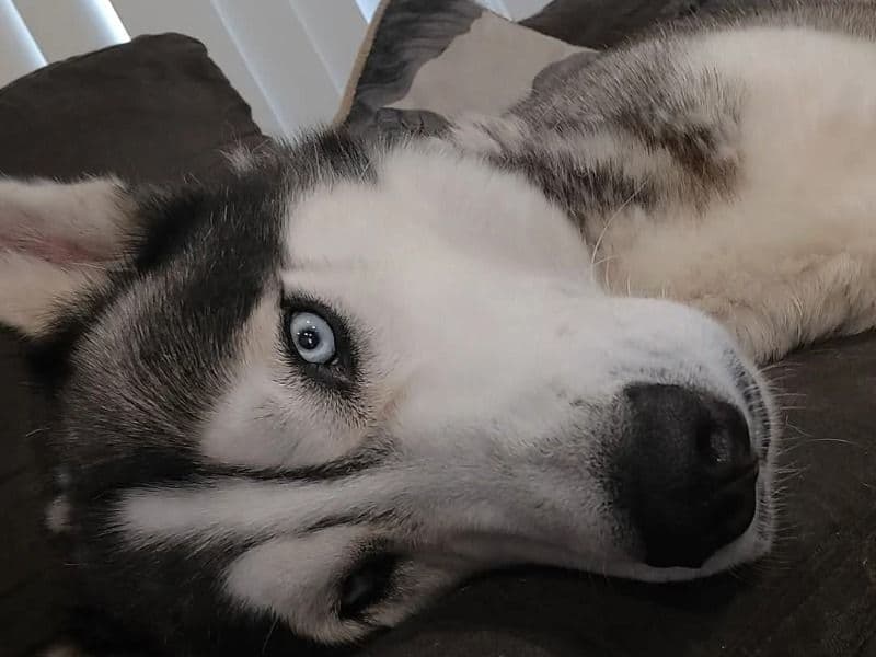 Siberian Husky 6 years 3 months old male medium named Ghost for breeding in Kilsyth, Victoria | Petmeetly