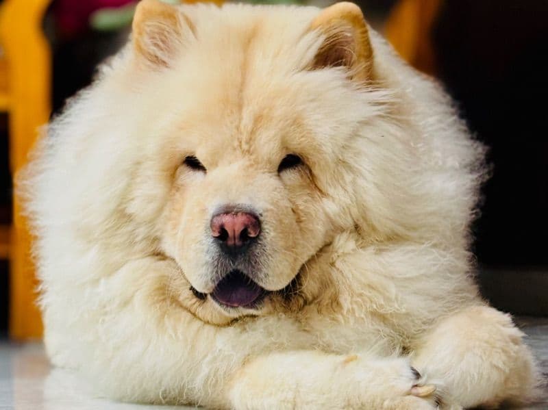 Teddy primary photo