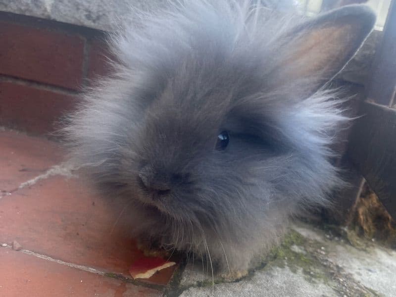 Blackie - Lionhead | Petmeetly