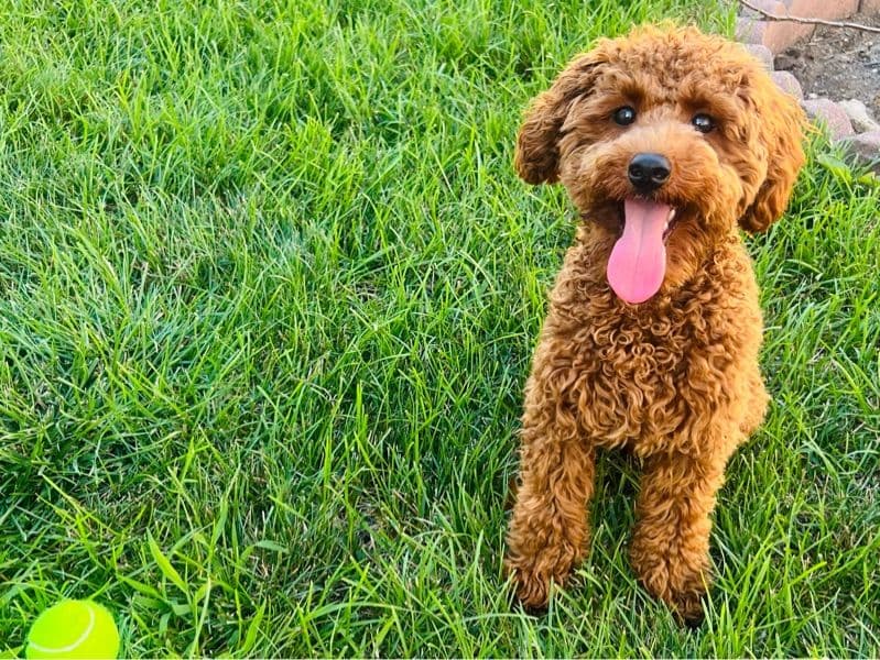 Teddy primary photo