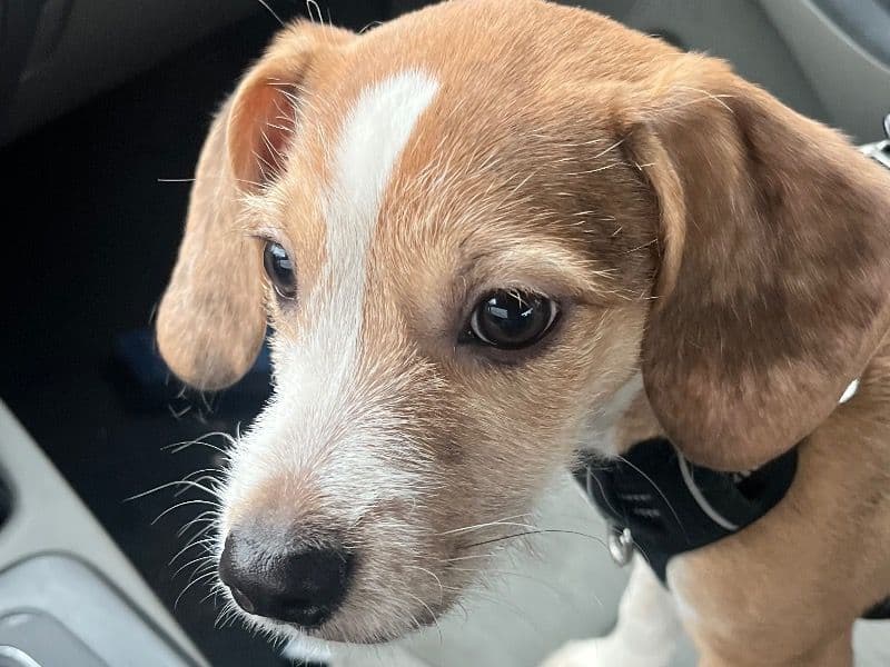 Beagle 6 months old male small named Scottie for sale in Jefferson County, Kentucky | Petmeetly