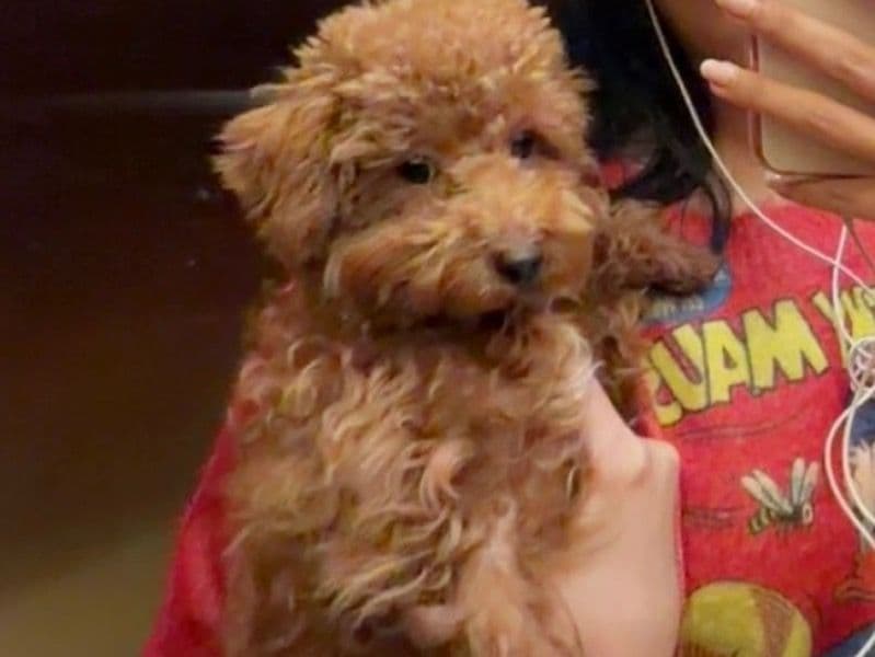 Miniature Poodle 9 months old female small named Luna for breeding in Dubai, Dubai | Petmeetly