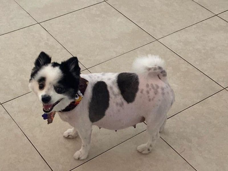 Oreo primary photo