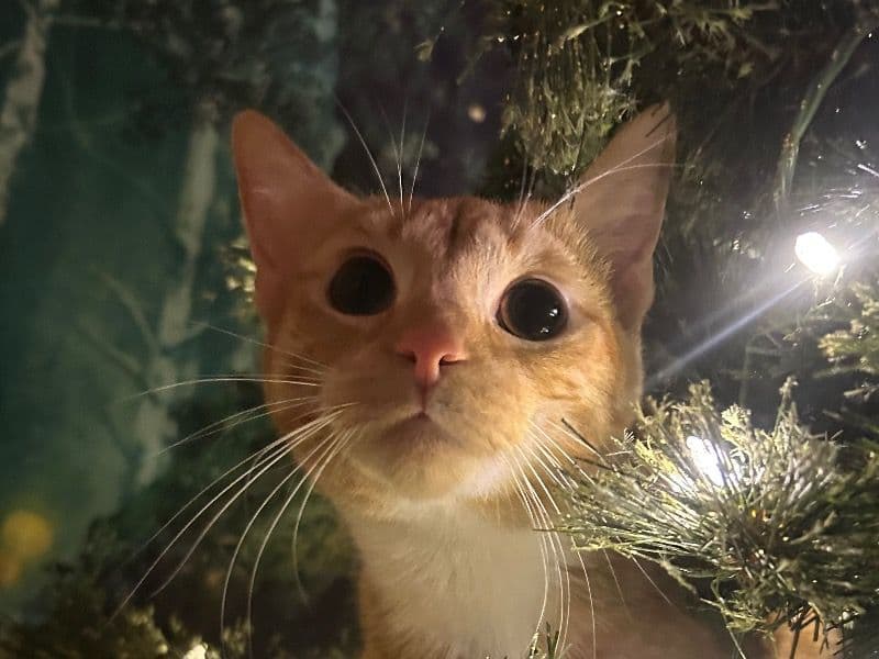 Cinnamon primary photo