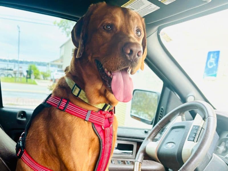 Fox Red Labrador 5 years 1 month old male large named Frank for breeding in Livingston County, Michigan | Petmeetly