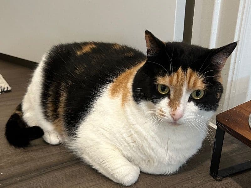 Piggy primary photo
