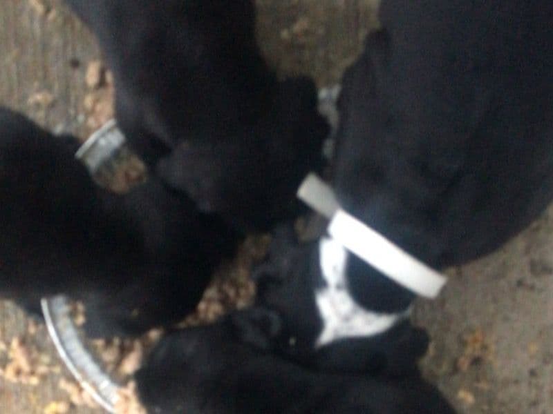 American PitBull Terrier 1 month old female small named Puppies 🐶 for sale in Kalamazoo County, Michigan | Petmeetly