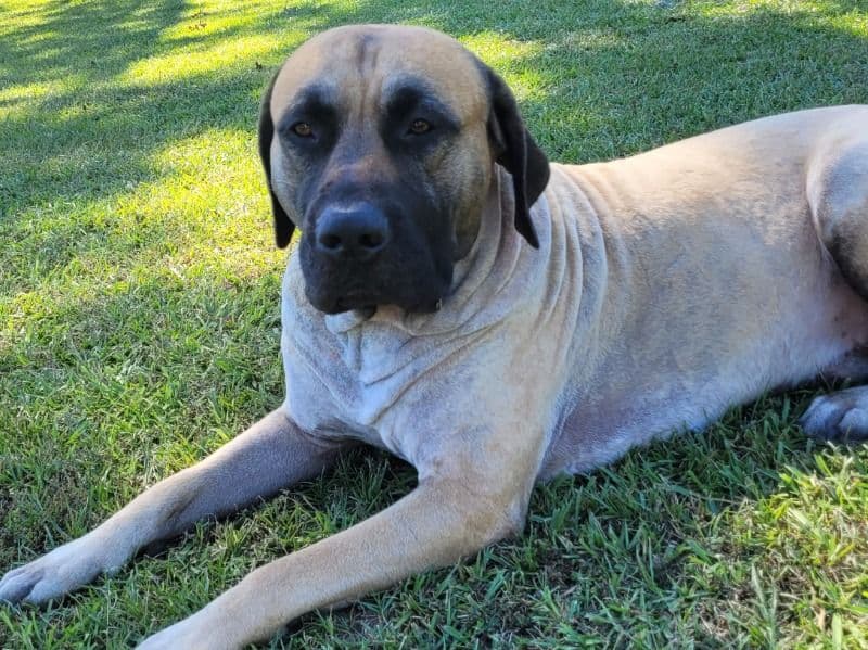 Diesel primary photo
