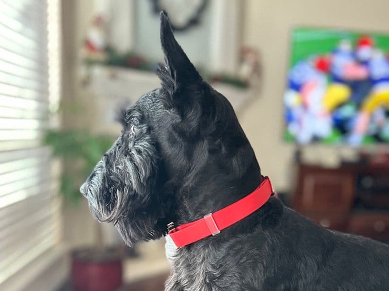 Scottish Terrier 3 years 11 months old male medium named Elliott for breeding in Tarrant County, Texas | Petmeetly