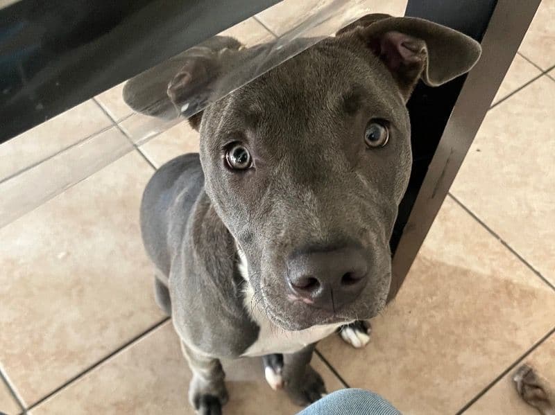 Pit Bull Terrier 11 months old female medium named Stella for breeding in Riverside County, California | Petmeetly