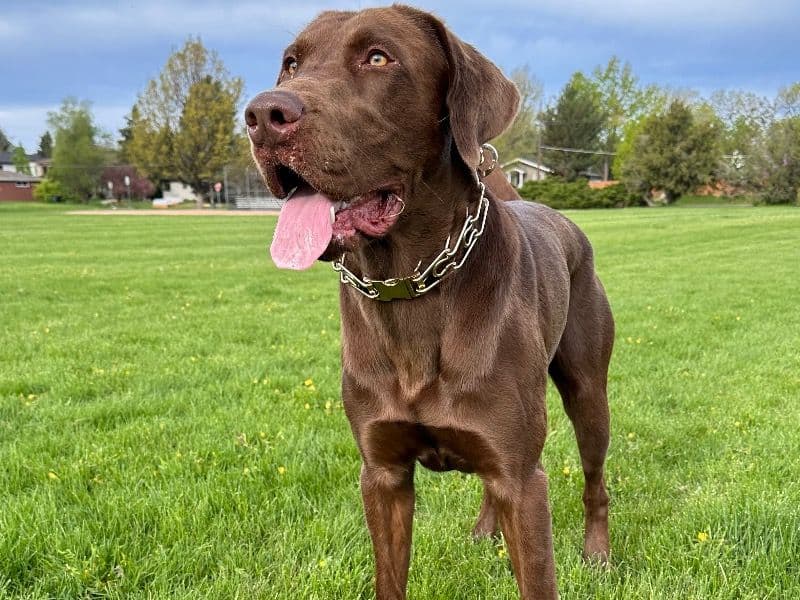 Labrador Retriever 2 years 8 months old male extra large named Bear Calvino for breeding in Denver County, Colorado | Petmeetly