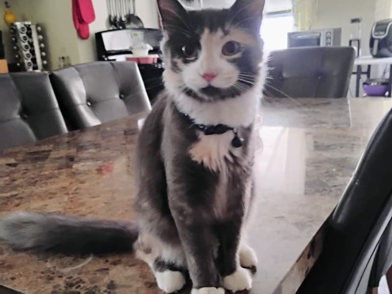 Somali 1 year 6 months old female named Nova for breeding in Suffolk County, Massachusetts | Petmeetly