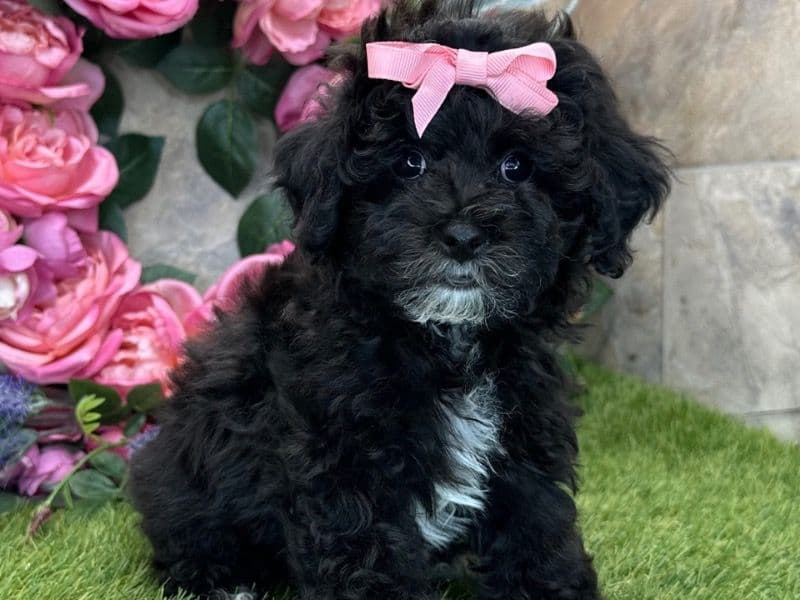 Teenie - Poodle | Petmeetly