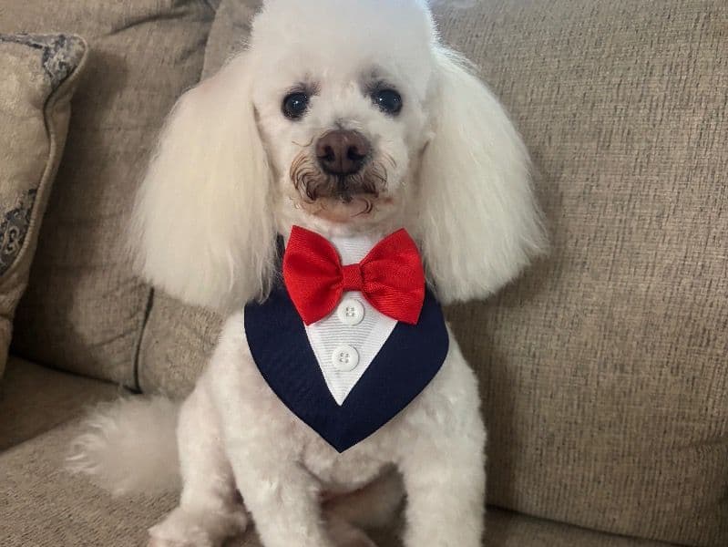 Toy Poodle 6 years old male small named Milo for breeding in Miami-Dade County, Florida | Petmeetly
