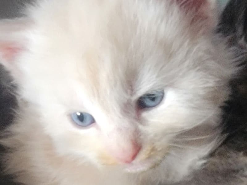 Maine Coon 1 month old male named Bellamy for sale in Paulding County, Georgia | Petmeetly