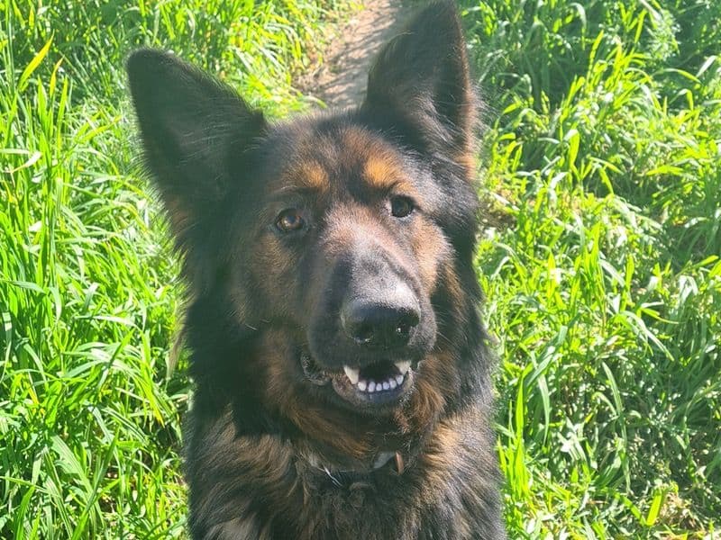 German Shepherd 4 years 7 months old male large named Zeus for breeding in Orange City Council, New South Wales | Petmeetly