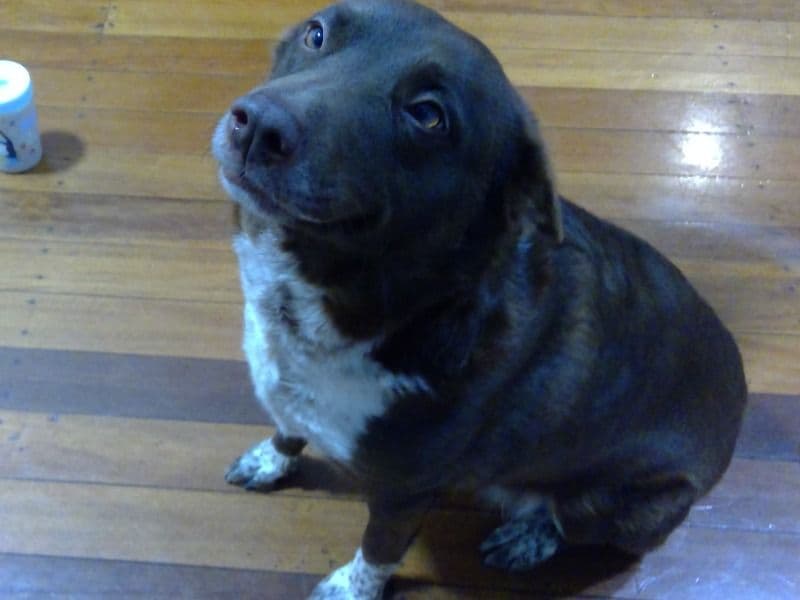 Australian Kelpie 4 years 8 months old female medium named Lilo for breeding in Brighton, Queensland | Petmeetly