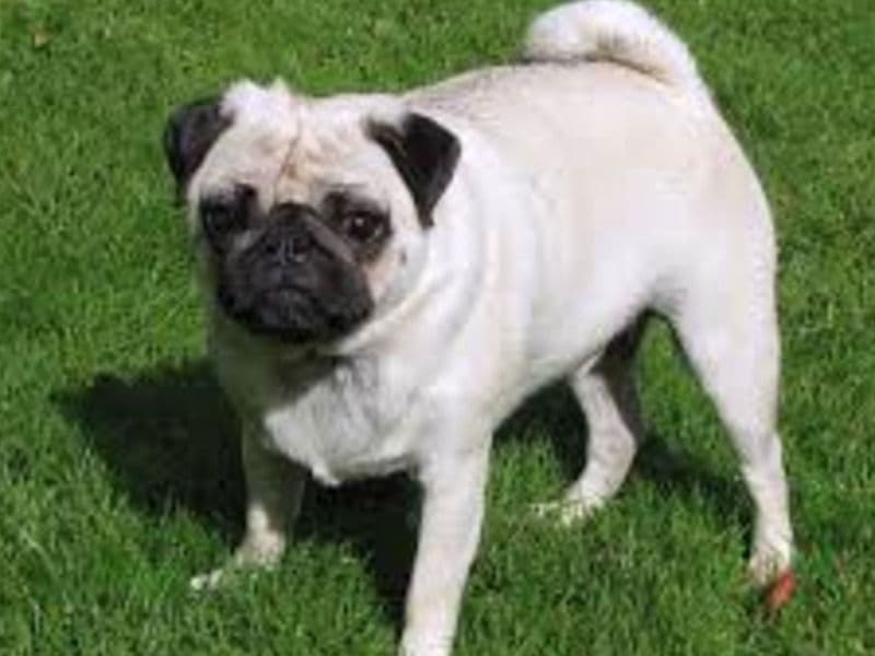 Pug 5 years old male small named Meilie for breeding in Konkan Division, Maharashtra | Petmeetly
