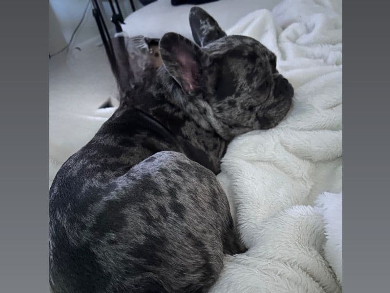 French Bulldog 2 years 4 months old male medium named Ace for sale in Iredell County, North Carolina | Petmeetly