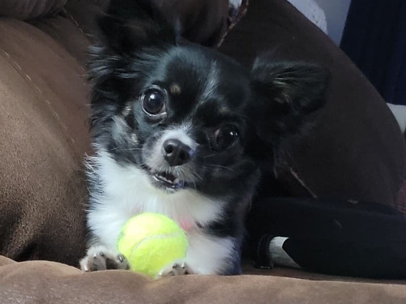 Oreo primary photo