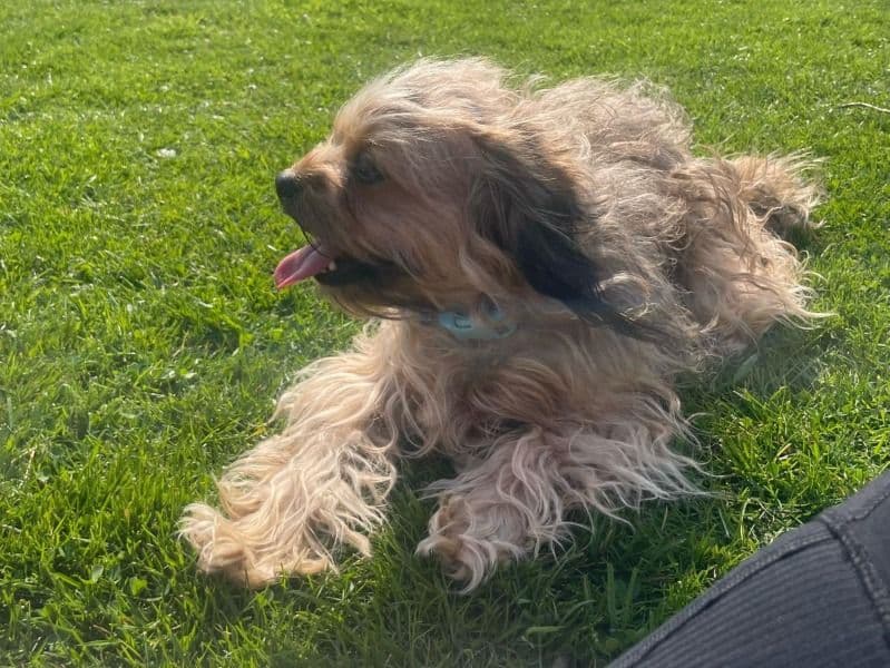 Puli 2 years 11 months old female small named Bramble for breeding in West Midlands, England | Petmeetly