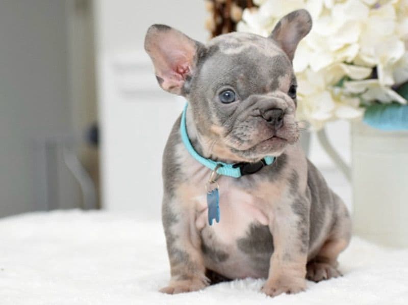 French Bulldog 5 months old male medium named Milo for sale in California | Petmeetly