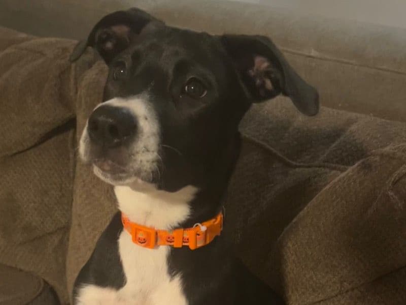 American Staffordshire Terrier 1 year old female medium named Stormy for sale in Clay County, Missouri | Petmeetly