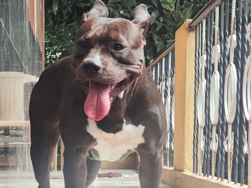 American PitBull Terrier 4 years 10 months old female medium named Oreo for breeding in Bangalore Division, Karnataka | Petmeetly