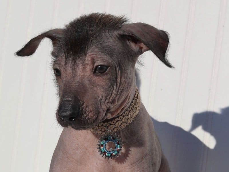 Xoloitzcuintli 2 months old female large named Shenzi for sale in Merced County, California | Petmeetly