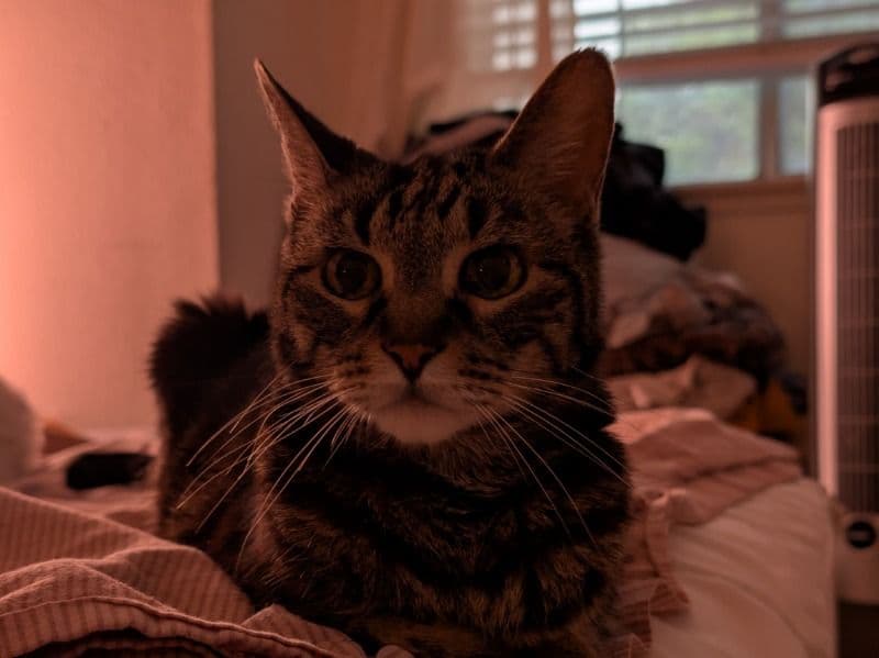 Kitty primary photo
