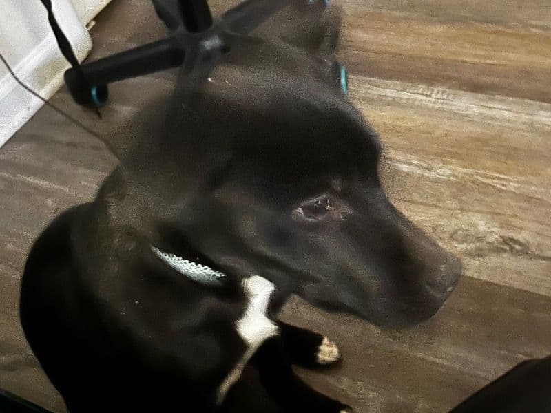 Husky 5 months old male small named Berry for sale in Franklin County, Ohio | Petmeetly