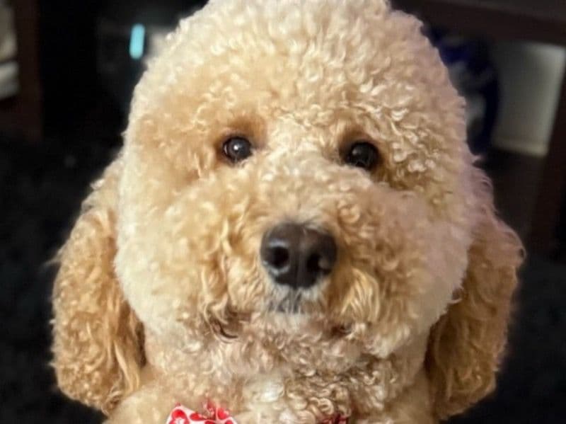 Charlie primary photo