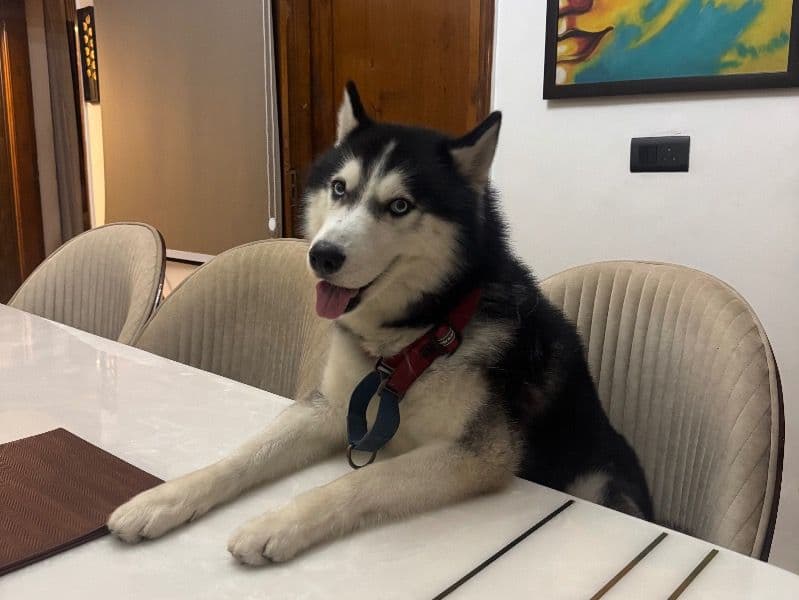Husky 3 years 11 months old male medium named Thor for breeding in Faridabad Division, Haryana | Petmeetly