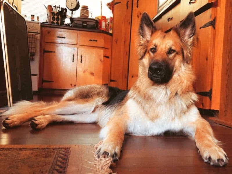 Meeko primary photo