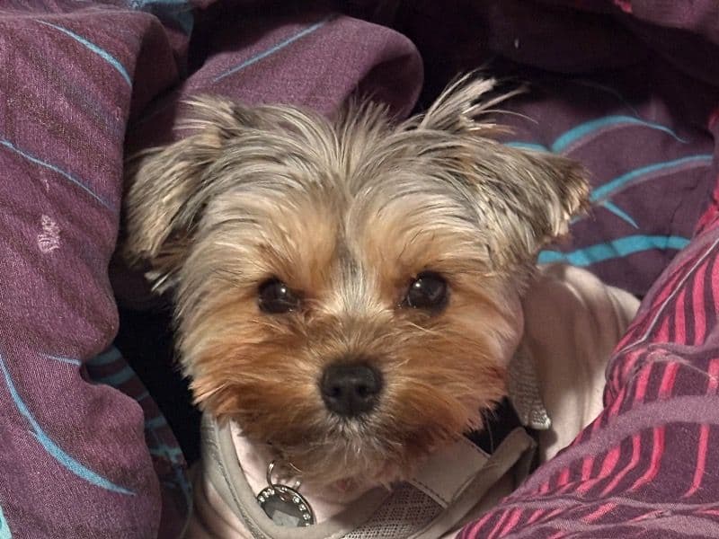 Coco primary photo