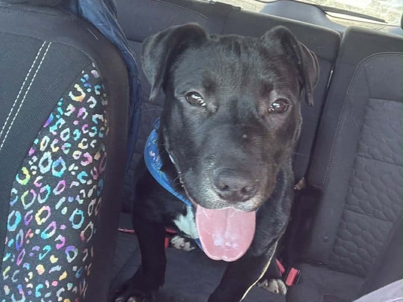 American Bully 6 months old male large named Zeus for breeding in Allegheny County, Pennsylvania | Petmeetly