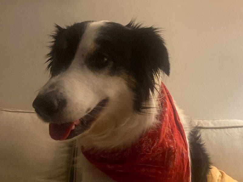 Border Collie 4 years 1 month old female medium named Sakura for breeding in Haute-Savoie, Auvergne-Rhône-Alpes | Petmeetly